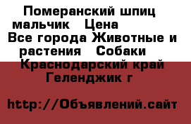 Померанский шпиц, мальчик › Цена ­ 35 000 - Все города Животные и растения » Собаки   . Краснодарский край,Геленджик г.